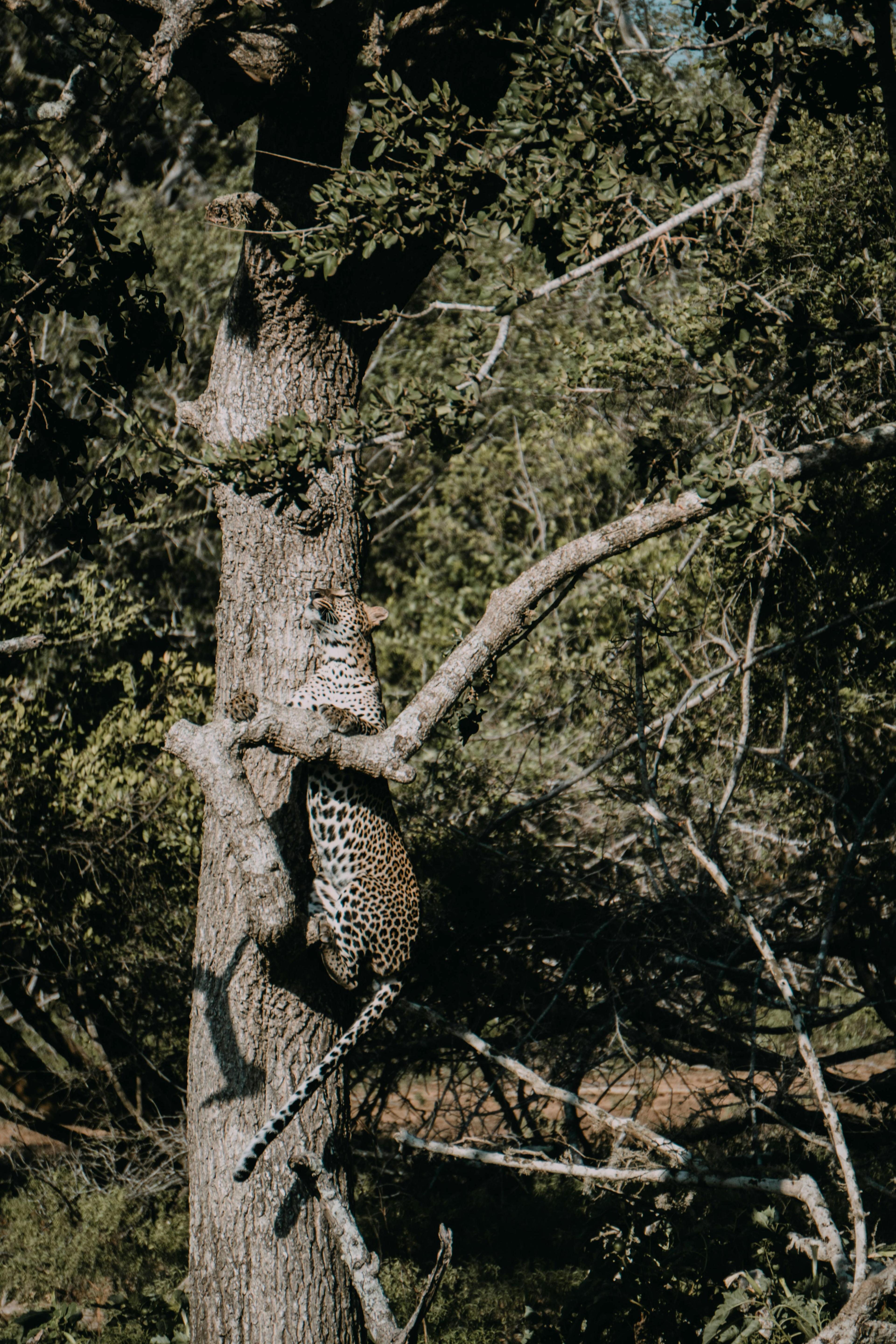 Wildlife & Safari